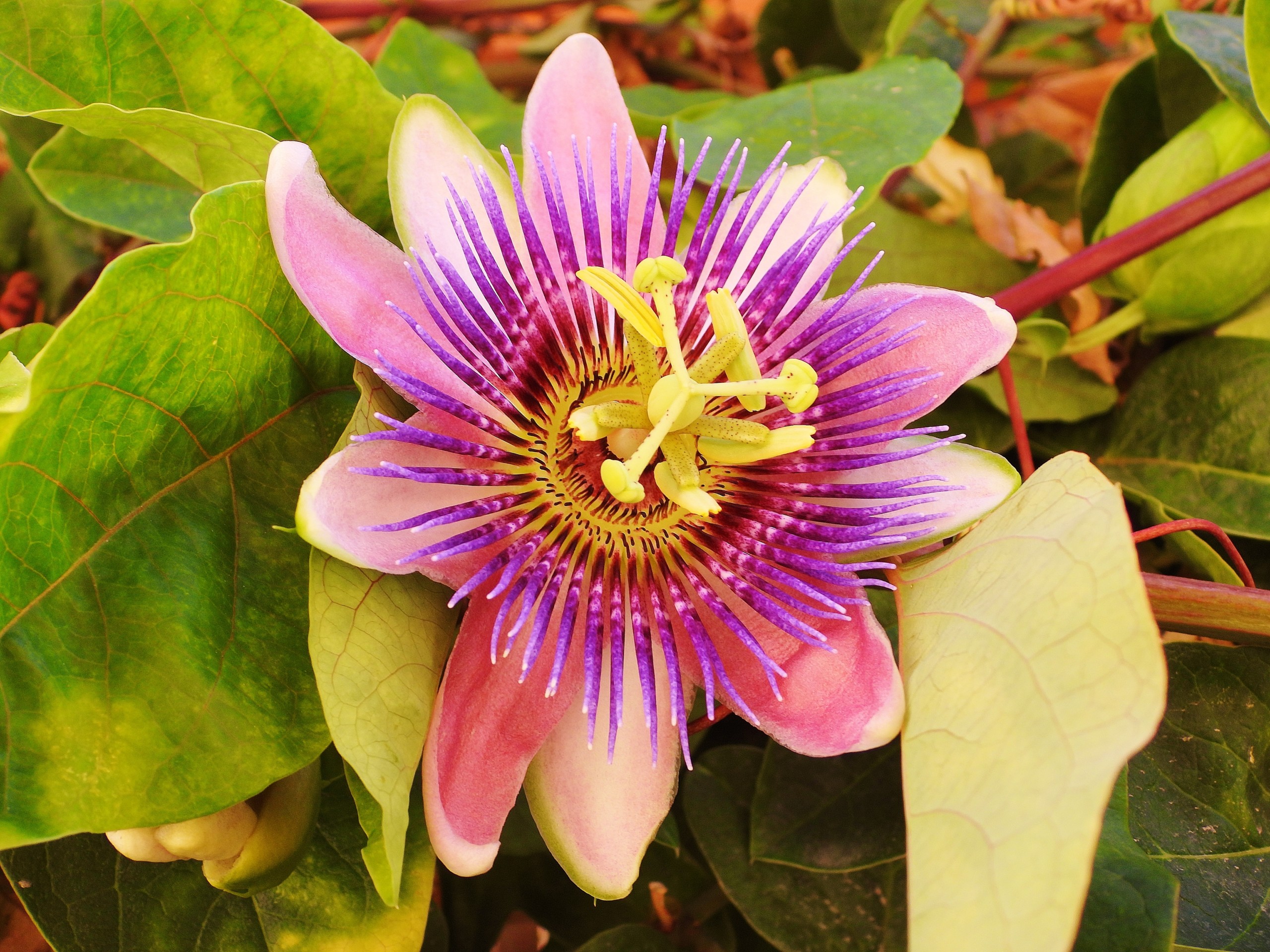 Passion Flower